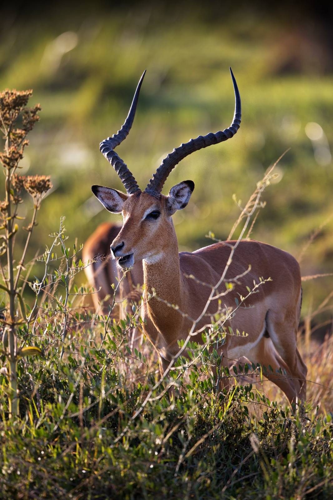 Gazelle