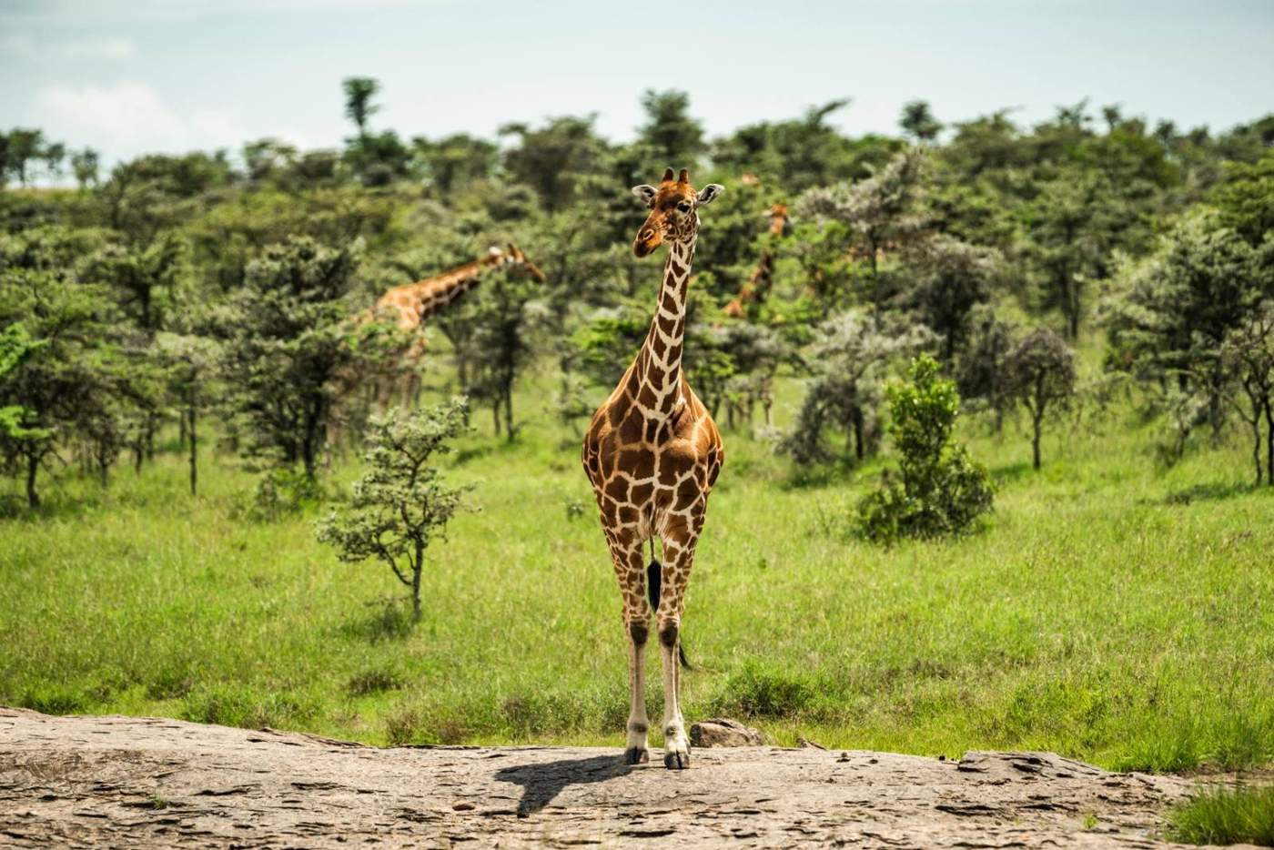 Giraffe