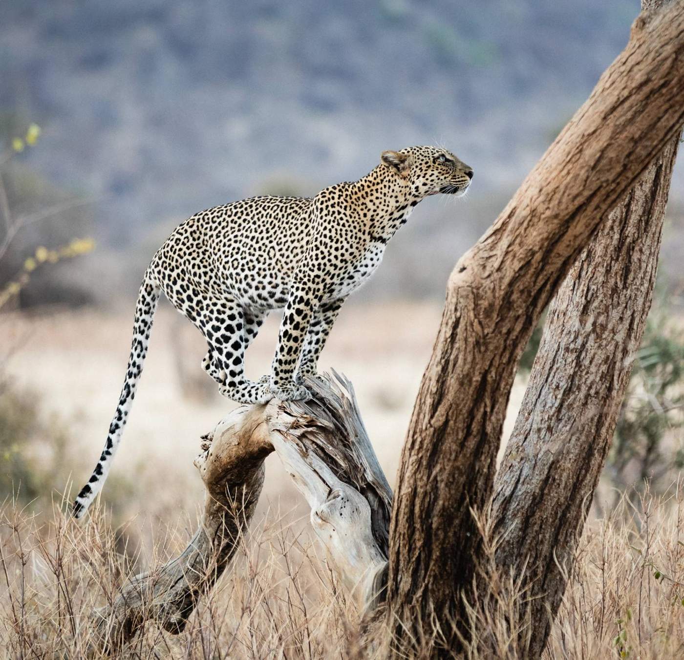 On the Lookout