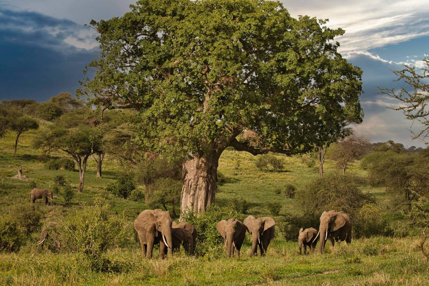 Elephant Herd