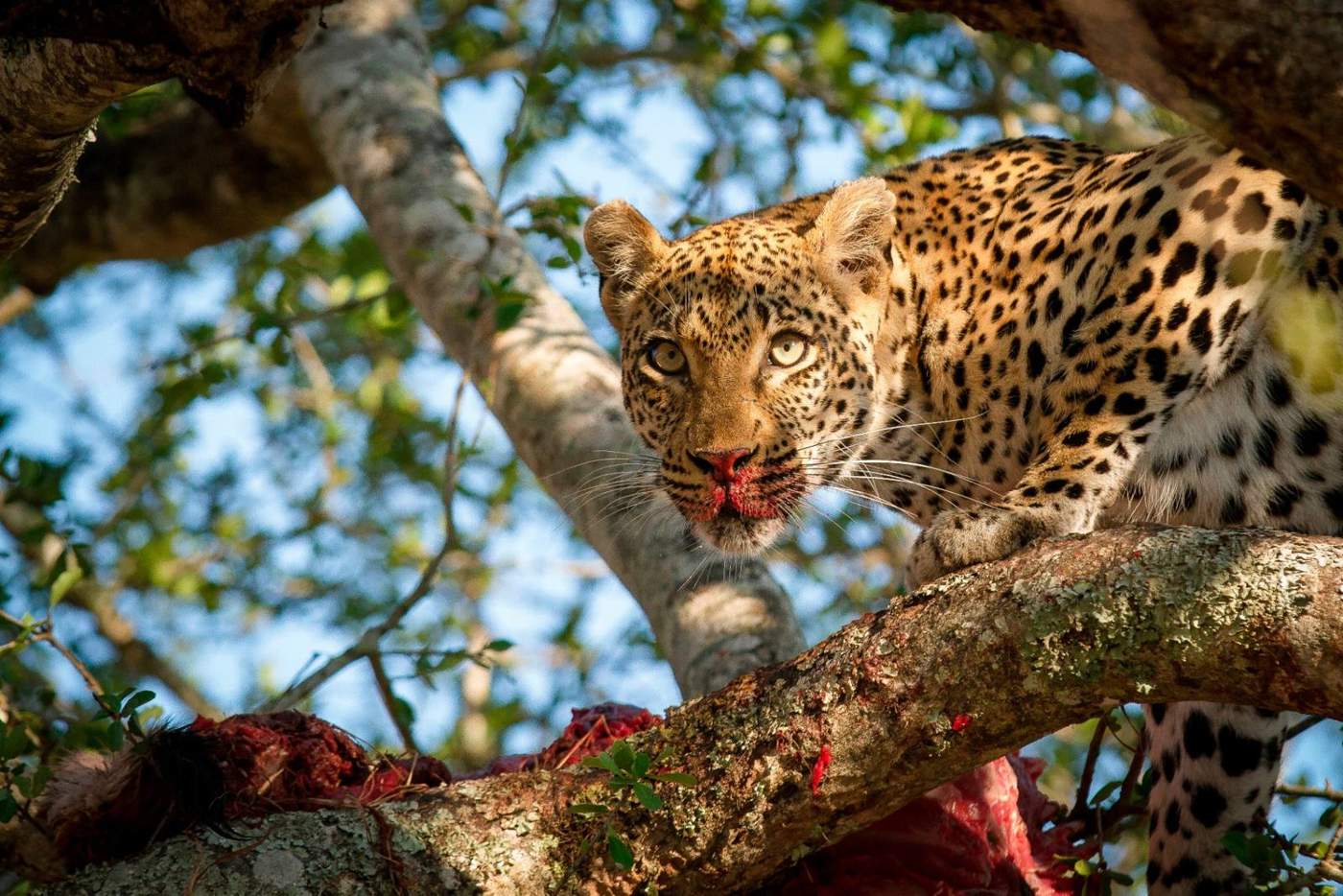 Leopard