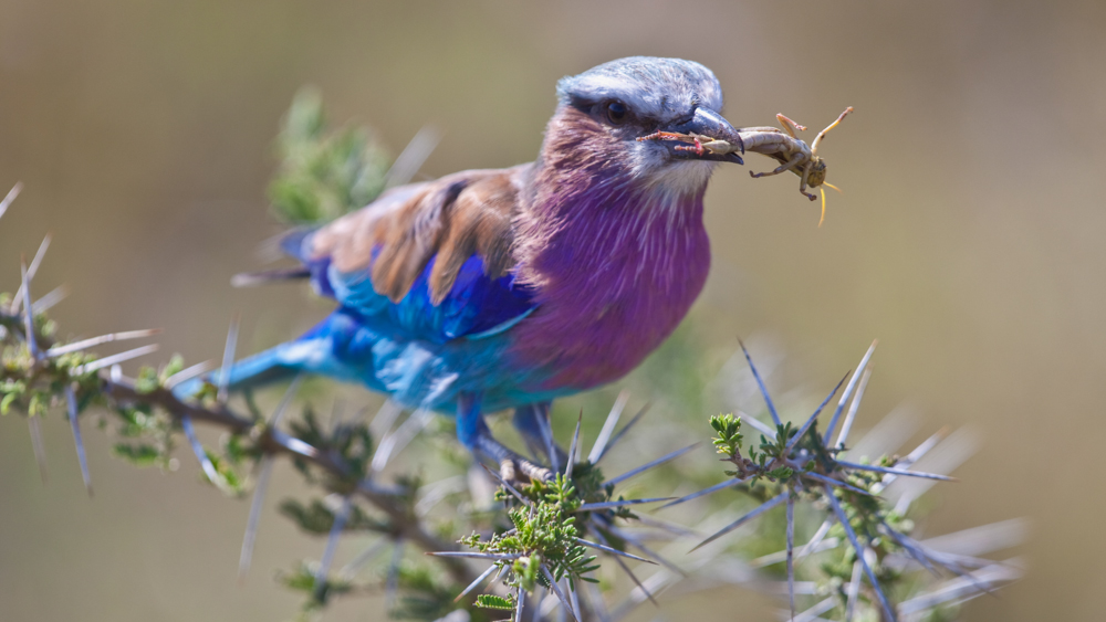 Lilac breasted roller perched on an acacia thorn branch in the Serengeti