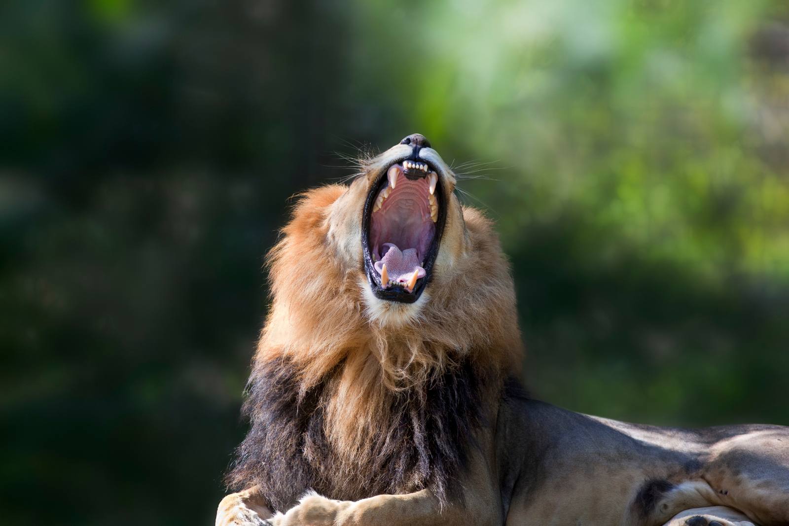 King of the Plains