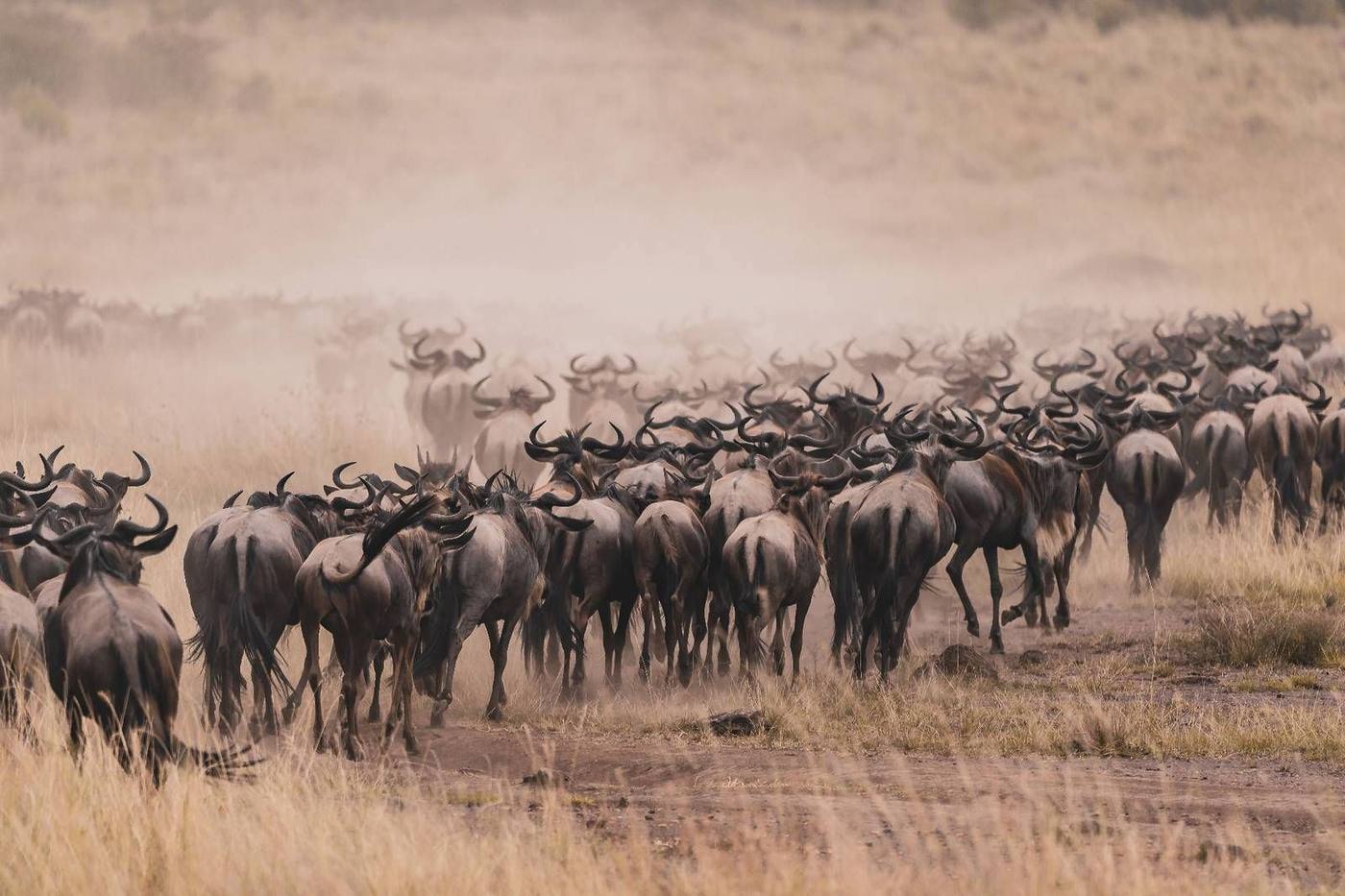 Serengeti
