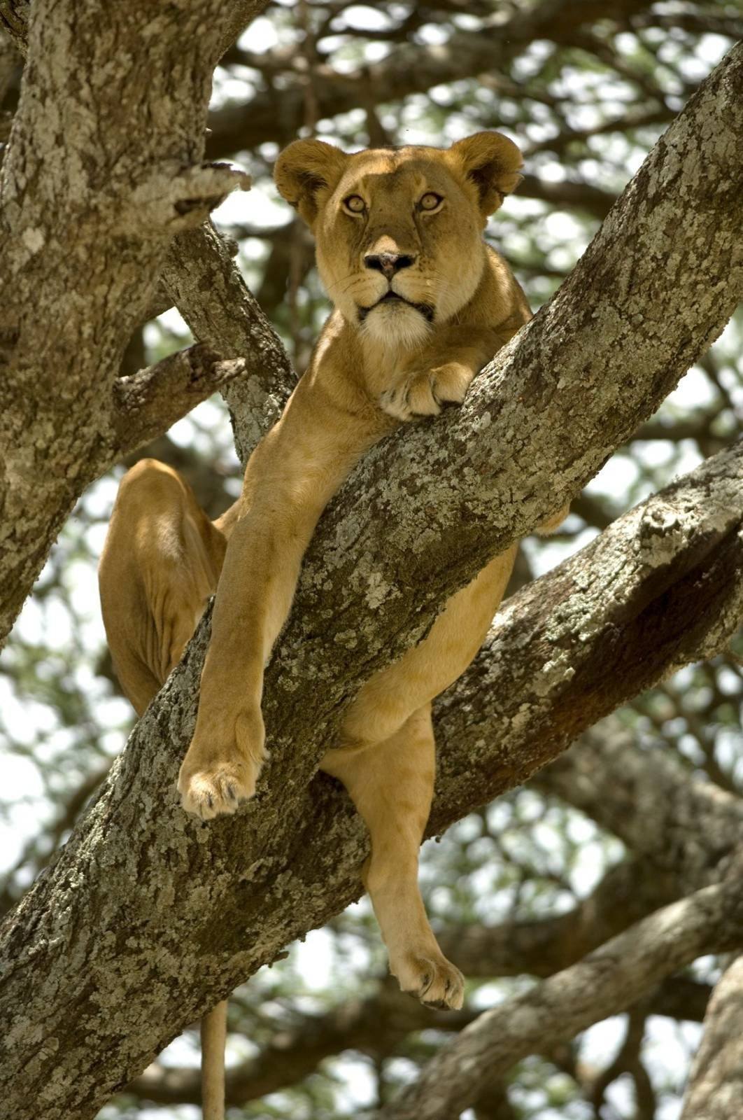 Lioness at sunset in the Serengeti